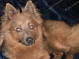 Pomeranian  mixed with German Shepard