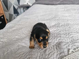 Dachshunds yorkie ready Friday