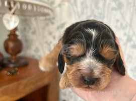 Gorgeous male cockapoo pup for sale