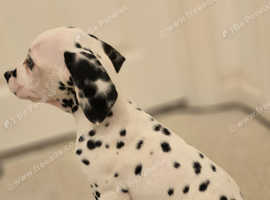 Kc registered dalmatian puppies £600
