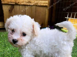 Maltipoo puppies for sale --last 1!! REDUCED