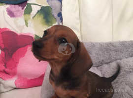 Dachshund Dogs Puppies For Sale Rehome In Southwell Find