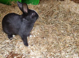 4 bunnies for sale, £20 each