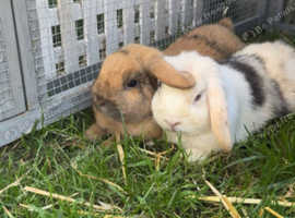 2 male lop rabbits
