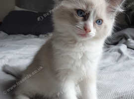 Loving Pure ragdoll kittens