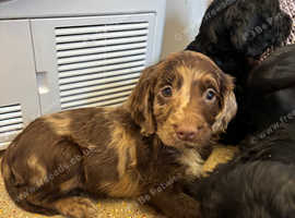 Sproodle pups