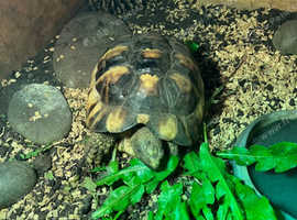 3 Years Old Marginated Female Tortoise With Enclosure, Basking Bulb And ...