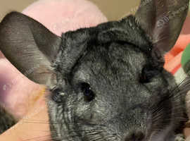 Gorgeous male chinchilla