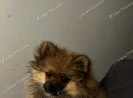 Beautiful Pomeranian cross Puppies