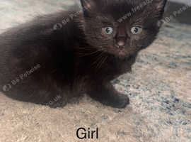 Female kitten