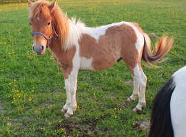 Lovely pony looking for new home
