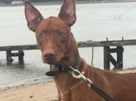 A Beutiful pharaoh  Hound  born 2023