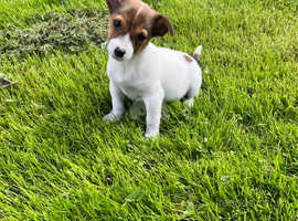 Jack Russell in East Ayrshire on Freeads Classifieds - Jack Russells ...