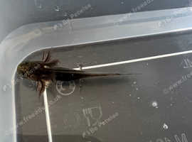 Baby Axolotls