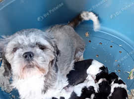 Lhasa X shih tzu pups, Aberdeenshire