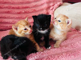 Kittens for sale