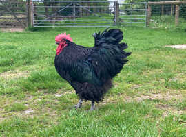 Beautiful Black Orpington Cockerel name Gabriel!