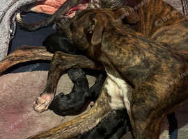 7 lurcher pups for sale