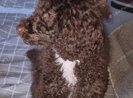 Gorgeous toy poodle pups