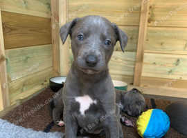 Blue Kennel Club Registered Whippet puppies
