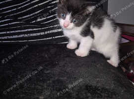 Beautiful fluffy kittens for sale!