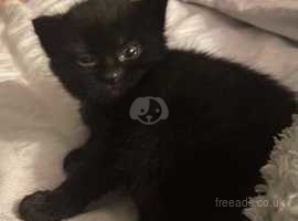 One beautiful kitten left