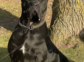 Female cane corso for rehoming