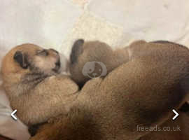 Beautiful Shiba Inus puppies ** price reduced**