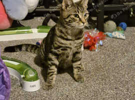 Male  bengal