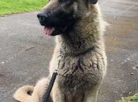 Turkish kangal