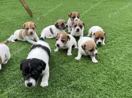 Pure Jack Russell pups for sale