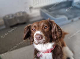 Molly is a 3 year old springer spaniel cross