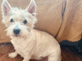 FOR SALE 2 WESTIE FEMALES ( TWO YEARS OLD )