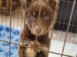 *Ready to go to his new home this weekend. EDIT * 1 male looking for his forever home.2 beautiful red and tan male full kelpie