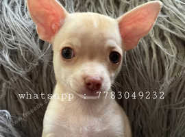 Chihuahua Puppss Tiny