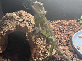 Chinese water dragon for sale full set up