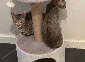 2x 8 Month old female Serengeti kittens