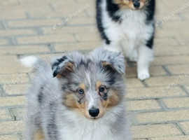 Beautiful blue Merle bitch puppy