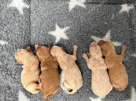 F1 Cavapoos