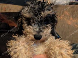 Pippin