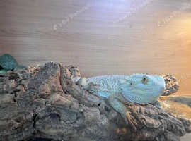 Bearded dragon with full set up 4ft viv