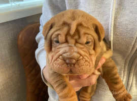 Micro clearance shar pei