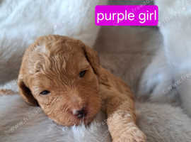 Top quality golden cockapoo pups