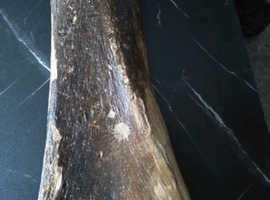 Fossil mammuthus primigenius femur