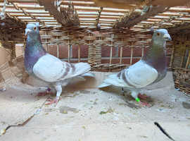 A Pair Of Breeding Mealy Racing Pigeons in Northampton on Freeads ...