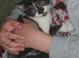 Black and white kitten