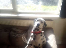 8month old dalmatian for sale