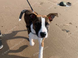 6 month Pup For Sale