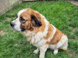 Saintbernard X Bitch