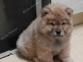 Done deal hotsell chow chow